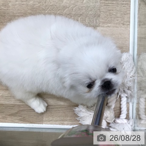 ペキニーズの写真