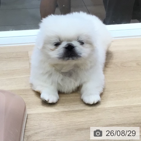 ペキニーズの写真