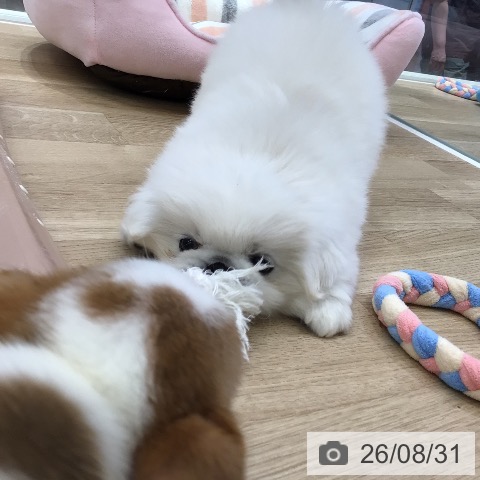 岐阜県のペキニーズ (ペットプラス 各務原店/2026年6月29日生まれ/男の子/ホワイト)の子犬の3枚目の画像