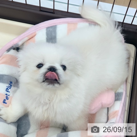 岐阜県のペキニーズ (ペットプラス 光ケ丘店/2026年6月29日生まれ/男の子/ホワイト)の子犬の4枚目の画像