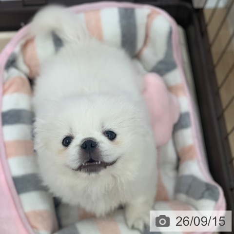 岐阜県のペキニーズ (ペットプラス 光ケ丘店/2026年6月29日生まれ/男の子/ホワイト)の子犬の3枚目の画像