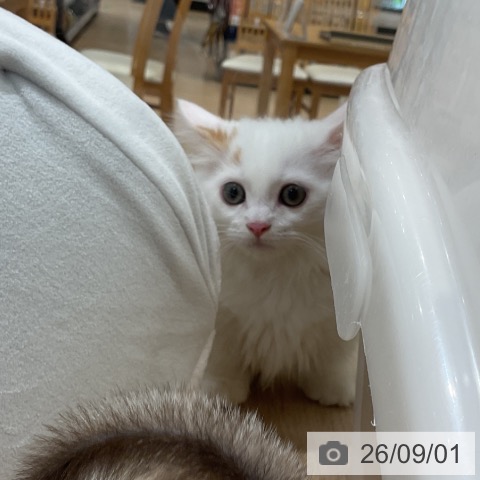 ミヌエットの写真