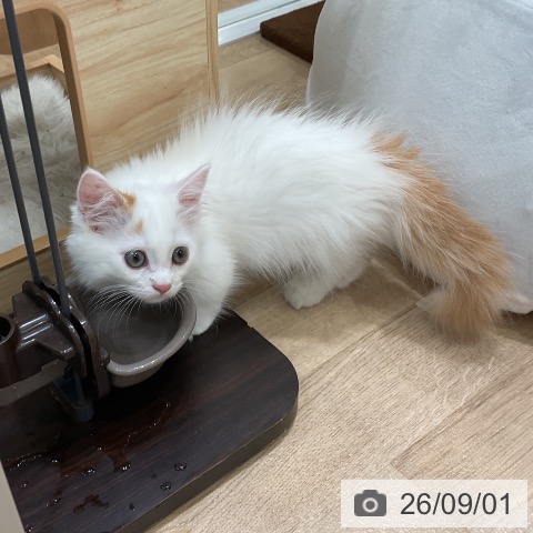 ミヌエットの写真