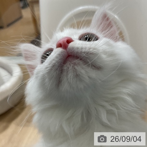 ミヌエットの写真