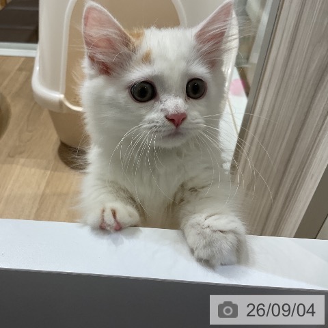 ミヌエットの写真