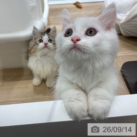 ミヌエットの写真