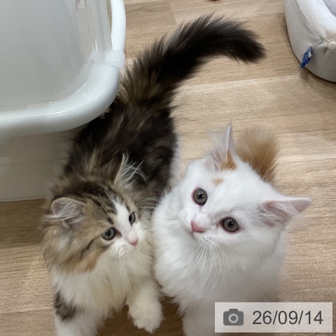 ミヌエットの写真