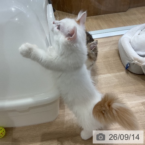 ミヌエットの写真