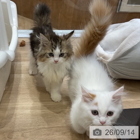 ミヌエットの写真