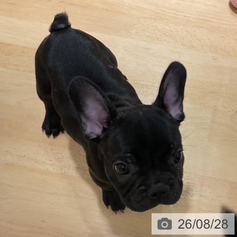 フレンチ・ブルドッグの写真