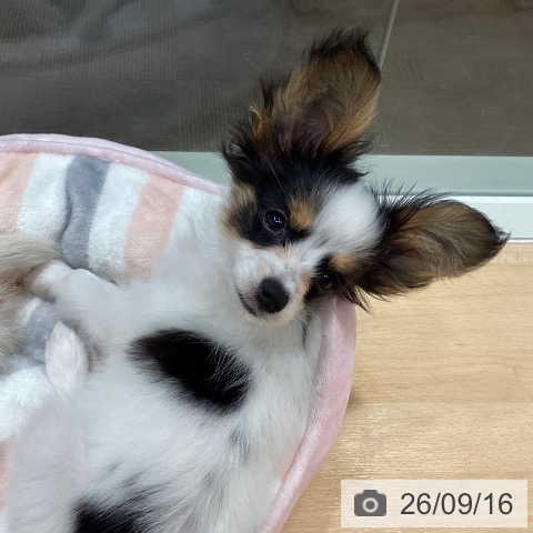 パピヨンの写真