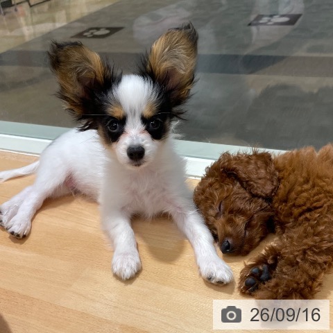 パピヨンの写真