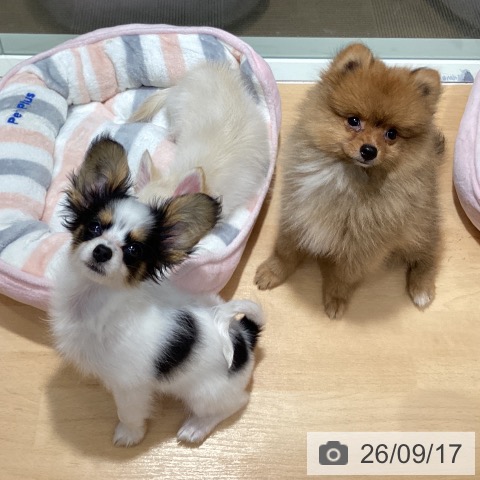 パピヨンの写真