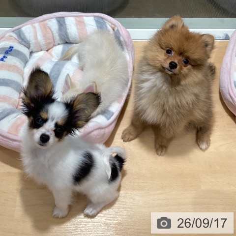パピヨンの写真