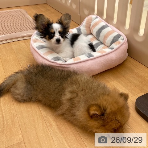 パピヨンの写真