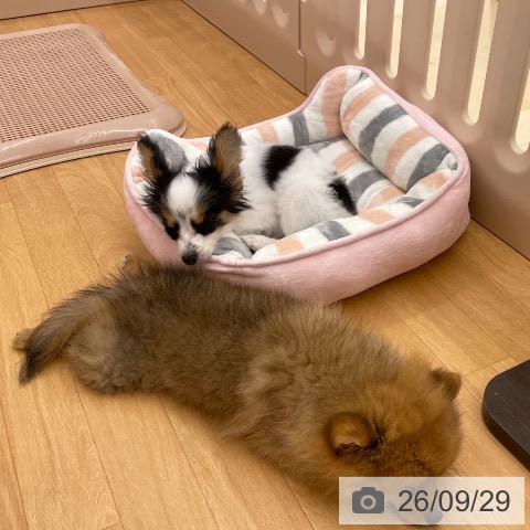 パピヨンの写真