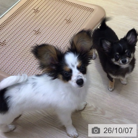 パピヨンの写真
