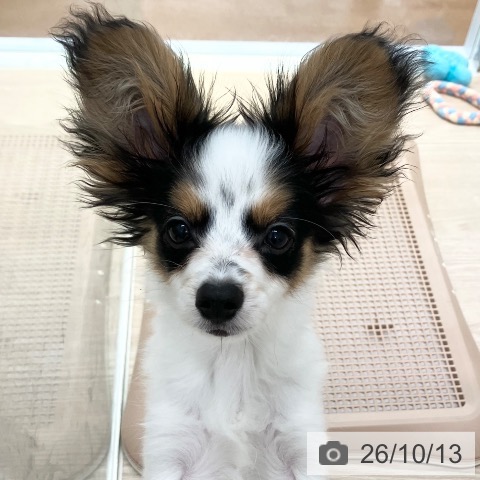 パピヨンの写真