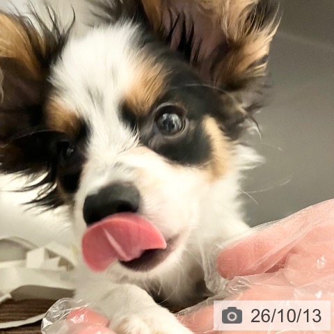 パピヨンの写真