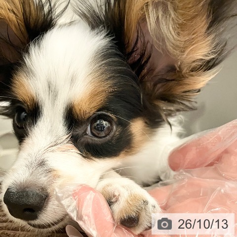 パピヨンの写真