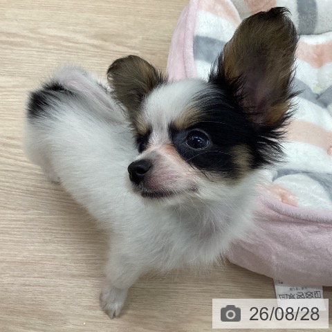 パピヨンの写真
