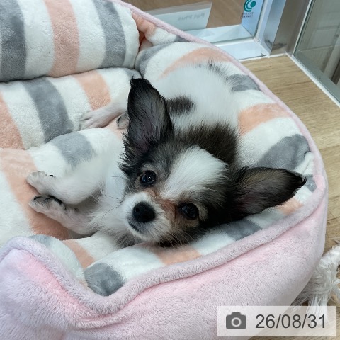 パピヨンの写真