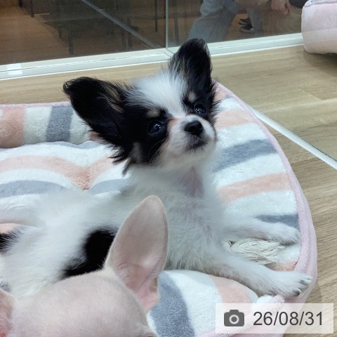 岐阜県のパピヨン (ペットプラス 各務原店/2026年6月29日生まれ/男の子/ホワイトブラックタン)の子犬の4枚目の画像
