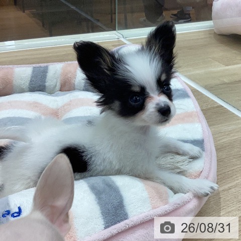 岐阜県のパピヨン (ペットプラス 各務原店/2026年6月29日生まれ/男の子/ホワイトブラックタン)の子犬の3枚目の画像