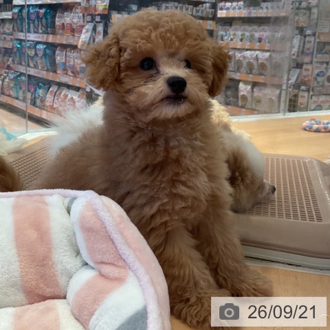 三重県のトイプードル(トイ) (ペットプラス 東員店/2026年6月27日生まれ/男の子/オレンジフォーン)の子犬の4枚目の画像