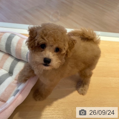 三重県のトイプードル(トイ) (ペットプラス 東員店/2026年6月27日生まれ/男の子/オレンジフォーン)の子犬の3枚目の画像
