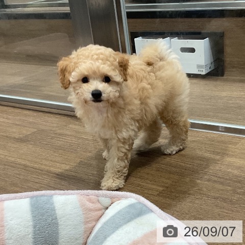 愛知県のトイプードル(トイ) (ペッツワン 東海店/2026年6月27日生まれ/男の子/ペールフォーン)の子犬の3枚目の画像