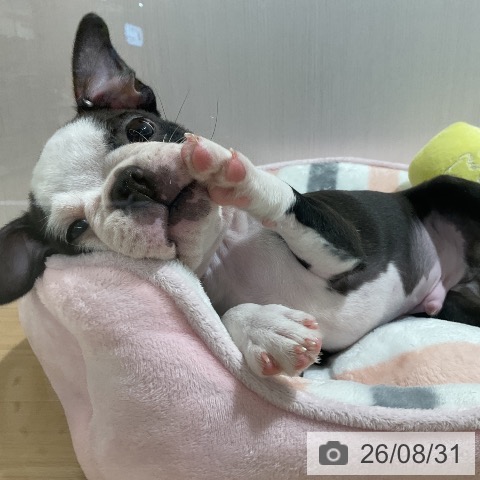 愛知県のボストンテリア (ペットプラス ナゴヤドーム前店/2026年6月27日生まれ/男の子/ボストンカラー)の子犬の3枚目の画像