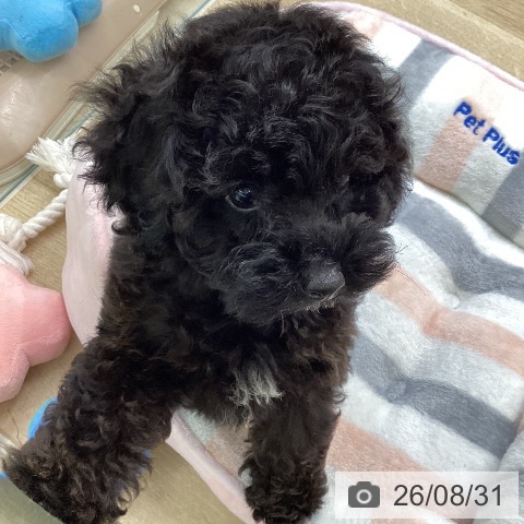 愛知県のトイプードル(トイ) (ペットプラス mozoワンダーシティ店/2026年6月27日生まれ/女の子/ブラック)の子犬の4枚目の画像