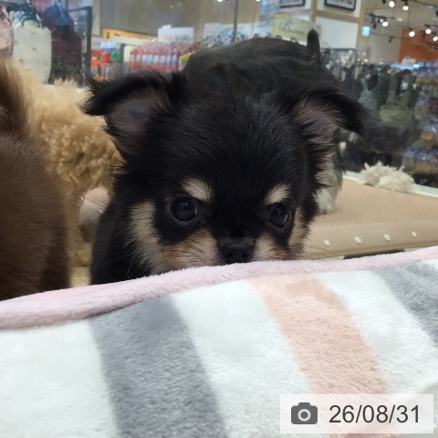 岐阜県のチワワ(ロング) (ペットプラス 各務原店/2026年6月20日生まれ/男の子/ブラックタン)の子犬の4枚目の画像