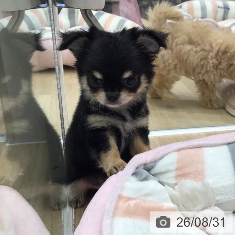 岐阜県のチワワ(ロング) (ペットプラス 各務原店/2026年6月20日生まれ/男の子/ブラックタン)の子犬の3枚目の画像