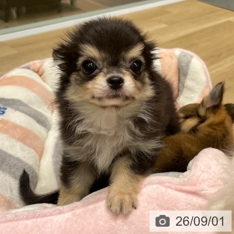 チワワの写真