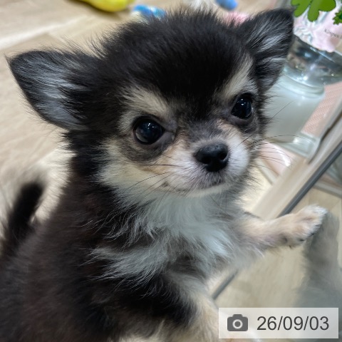 愛知県のチワワ(ロング) (ペットプラス 則武新町店/2026年6月19日生まれ/男の子/ブラッククリーム)の子犬の4枚目の画像