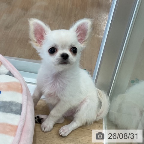 チワワの写真