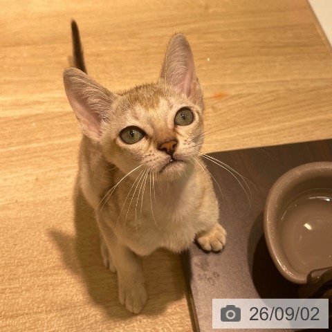 愛知県のシンガプーラ (ペットプラス 則武新町店/2026年6月26日生まれ/女の子/セピアアグーティ)の子猫の4枚目の画像