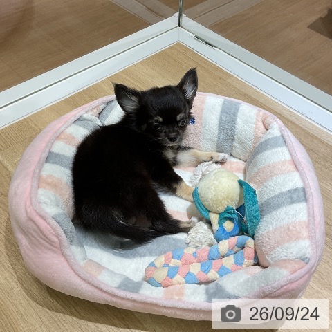 愛知県のチワワ(ロング) (ペットプラス イオンモール豊川店/2026年6月25日生まれ/男の子/ブラックタンホワイト)の子犬の3枚目の画像