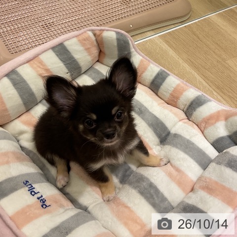 チワワの写真