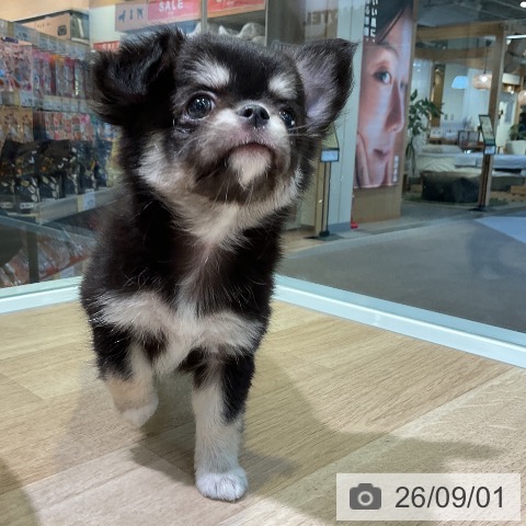 チワワの写真