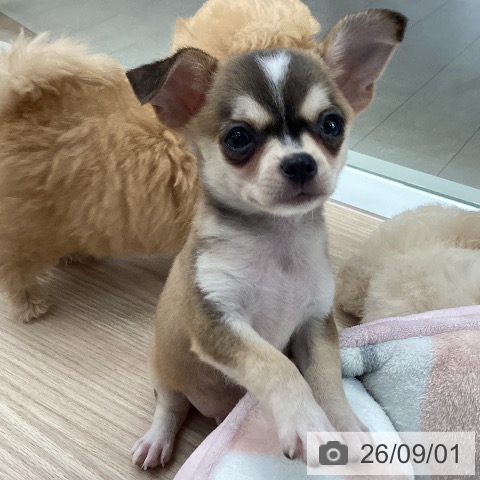 チワワの写真