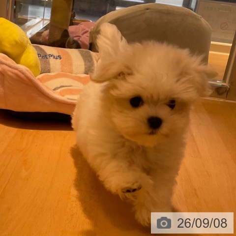 鹿児島県のマルチーズ (ペットプラス 姶良店/2026年7月1日生まれ/男の子/ホワイト)の子犬の4枚目の画像