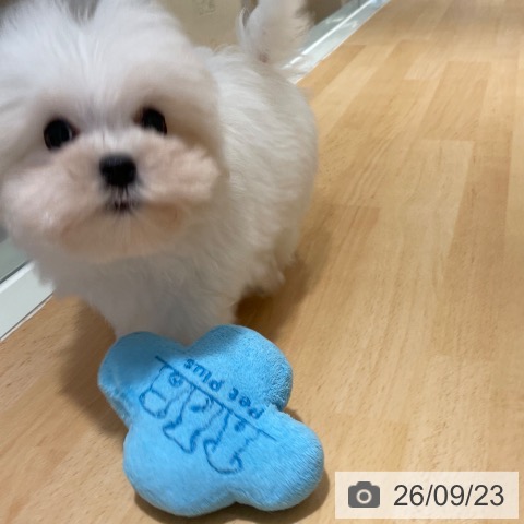 鹿児島県のマルチーズ (ペットプラス 姶良店/2026年7月1日生まれ/男の子/ホワイト)の子犬の4枚目の画像