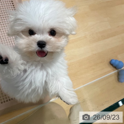 鹿児島県のマルチーズ (ペットプラス 姶良店/2026年7月1日生まれ/男の子/ホワイト)の子犬の3枚目の画像
