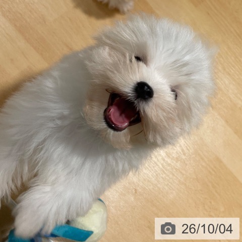 鹿児島県のマルチーズ (ペットプラス 姶良店/2026年7月1日生まれ/男の子/ホワイト)の子犬の4枚目の画像