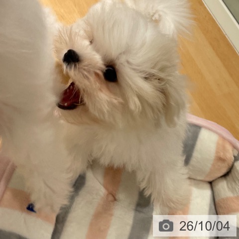 鹿児島県のマルチーズ (ペットプラス 姶良店/2026年7月1日生まれ/男の子/ホワイト)の子犬の3枚目の画像
