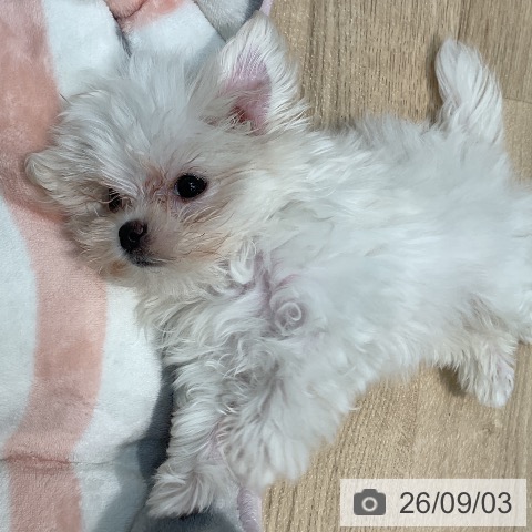 マルチーズの写真