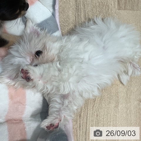 マルチーズの写真